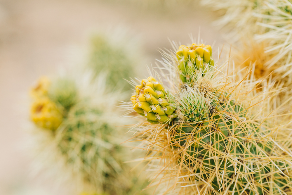 Things To See In Palm Springs: Moorten Botanical Garden - Featured Image